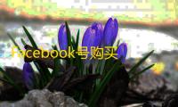 Facebook号购买全指南，BM连接无忧